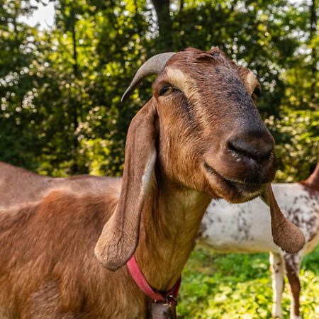 Orzechowa Ostoja Noclegi Energylandia Bachowice Buitenkant foto