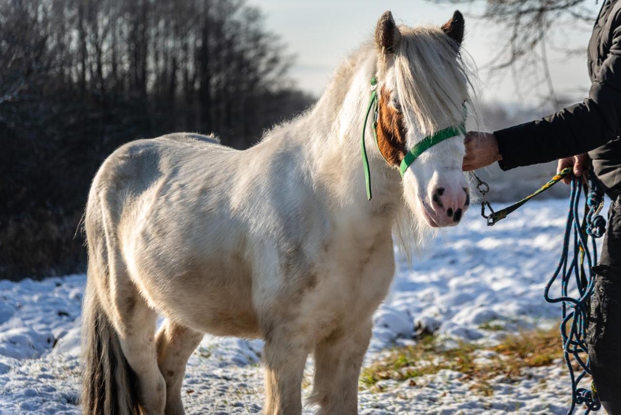 Orzechowa Ostoja Noclegi Energylandia Bachowice Buitenkant foto