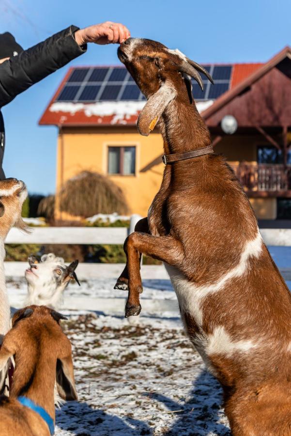 Orzechowa Ostoja Noclegi Energylandia Bachowice Buitenkant foto