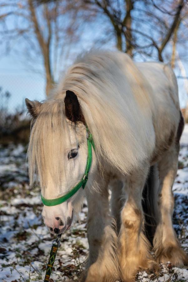 Orzechowa Ostoja Noclegi Energylandia Bachowice Buitenkant foto