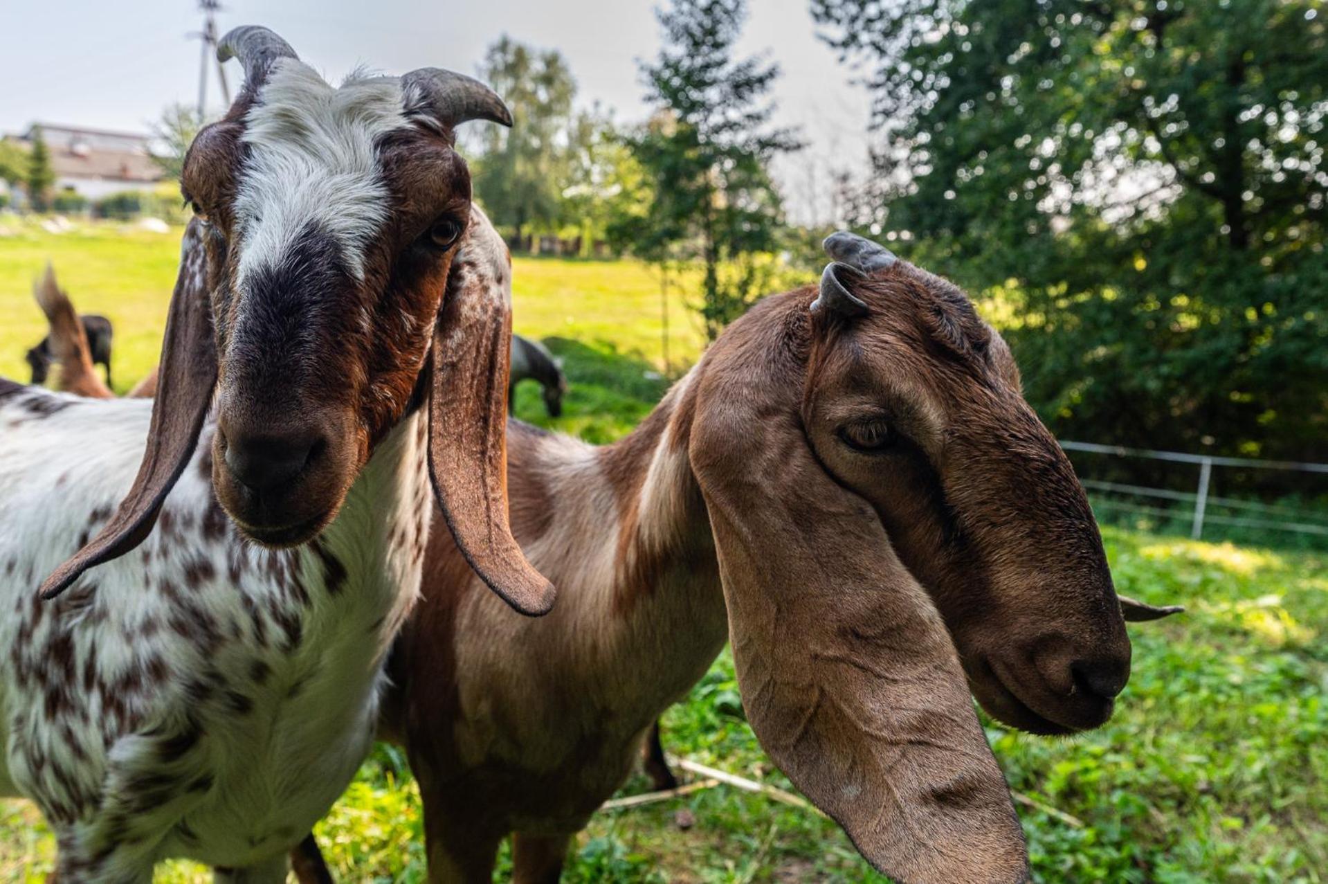 Orzechowa Ostoja Noclegi Energylandia Bachowice Buitenkant foto