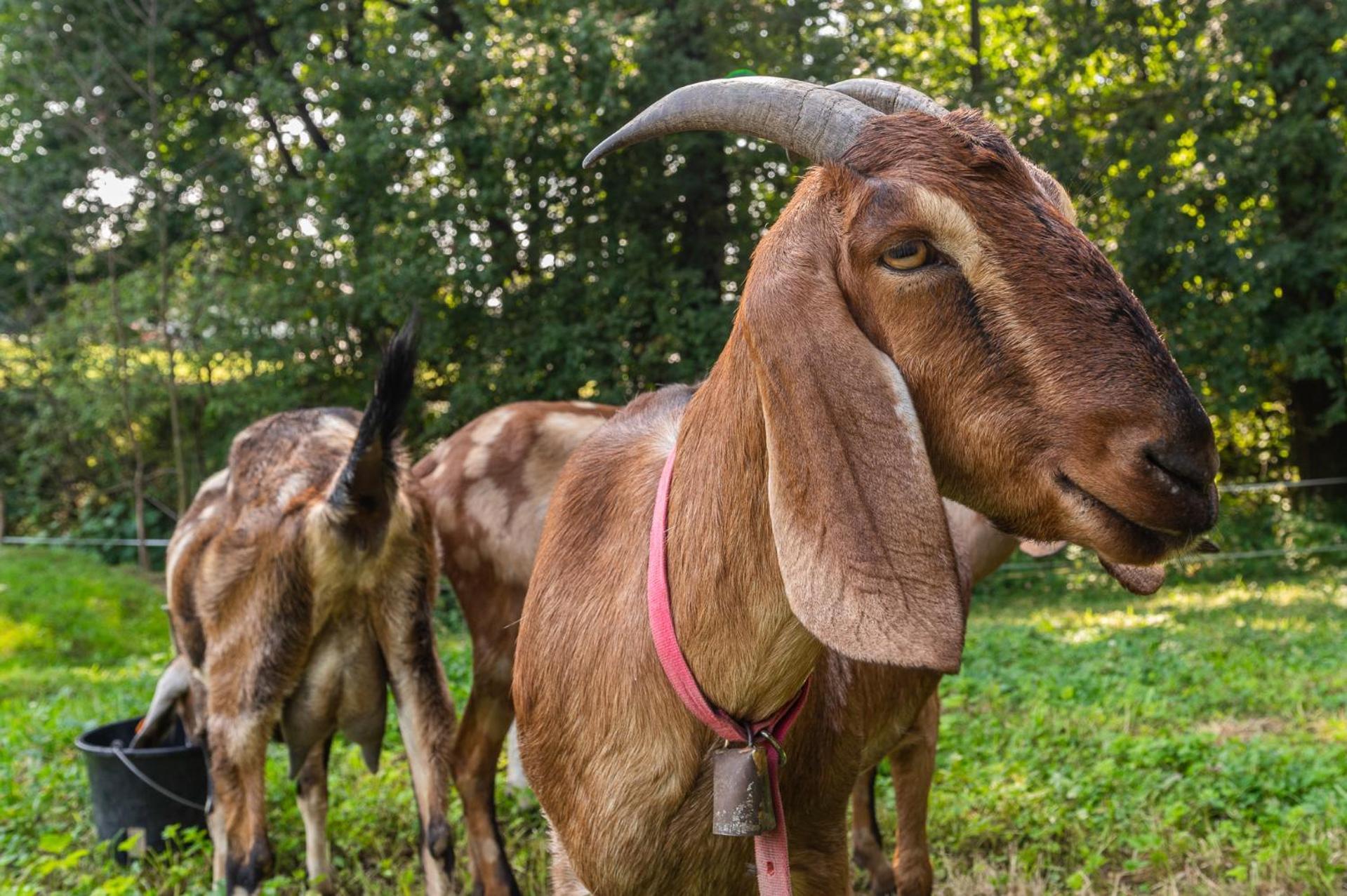 Orzechowa Ostoja Noclegi Energylandia Bachowice Buitenkant foto