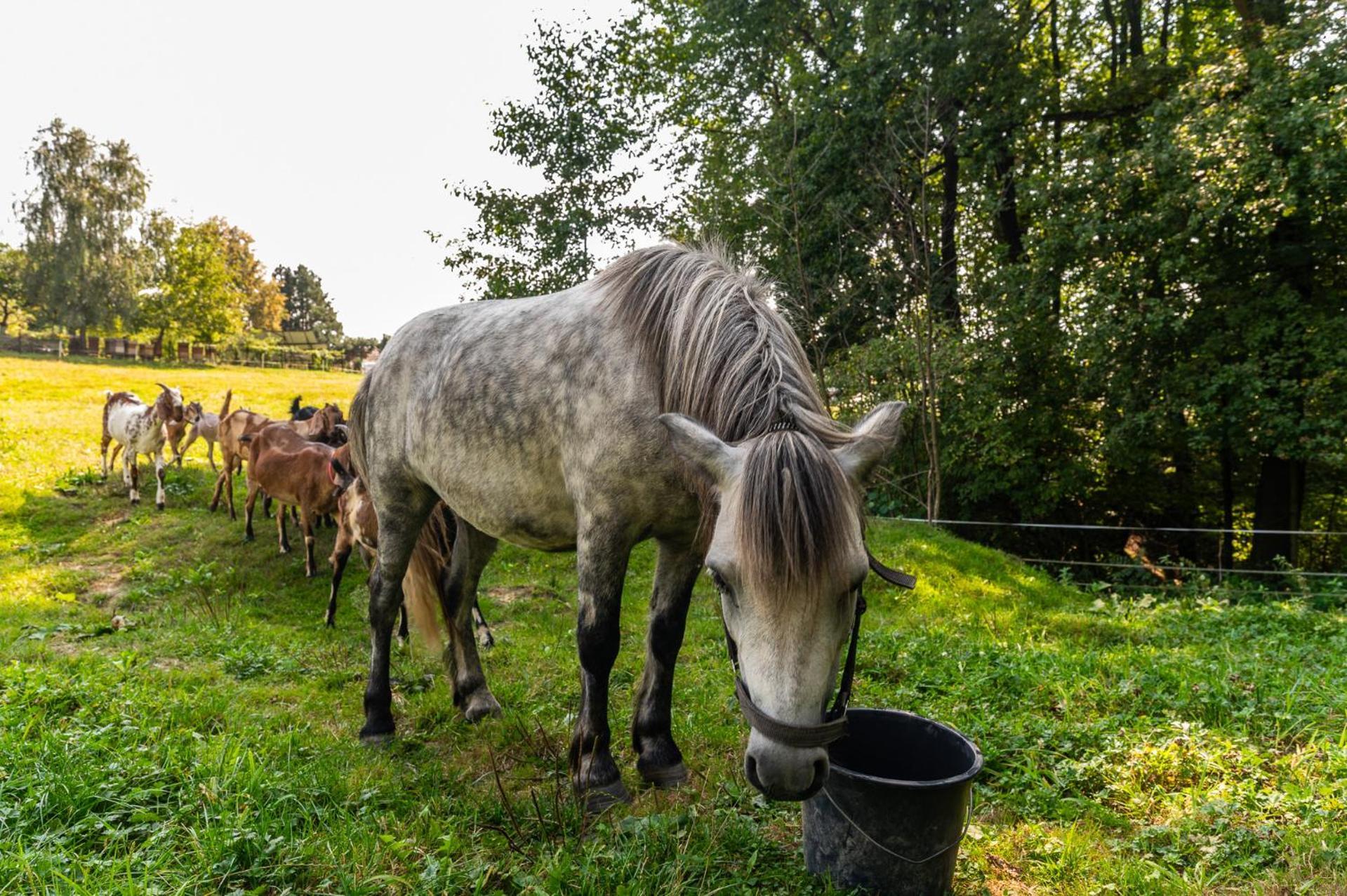 Orzechowa Ostoja Noclegi Energylandia Bachowice Buitenkant foto